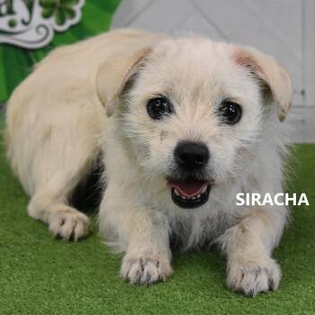 Mixed Breed Dogs Available for Adoption - Siracha | PetCurious