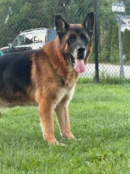 MARKUS -  German Shepherd Dog Dog for Adoption in Toronto, Ontario - MARKUS | PetCurious