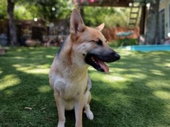 Rescue German Shepherd Dog and Mixed Breed Dogs for Adoption in Fort Worth, Texas - Puddles | PetCurious