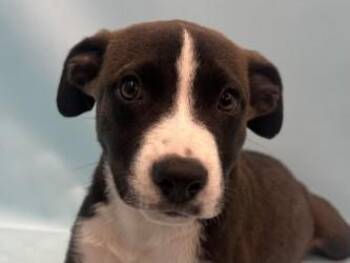 Pepper -  Border Collie and Mixed Breed Dog for Adoption in Golden Valley, Minnesota - Pepper | PetCurious