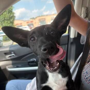Fox in Socks -  Mixed Breed Dog for Adoption in Springboro, Ohio - Fox In Socks | PetCurious