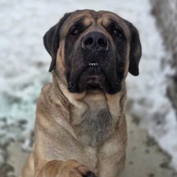 Mastiff Dogs Available for Adoption in Gladstone, Michigan - Hera 260134 | PetCurious