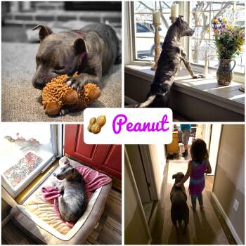 Pit Bull Terrier and Terrier Dogs Available for Adoption in Hatfield, Pennsylvania - Peanut | PetCurious