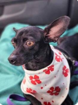 Zasha -  Chihuahua Dog for Adoption in Marlboro Township, New Jersey - Zasha | PetCurious