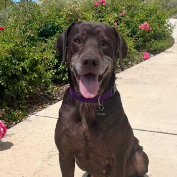 Tilly -  Labrador Retriever Dog for Adoption in Concord, California - Tilly | PetCurious