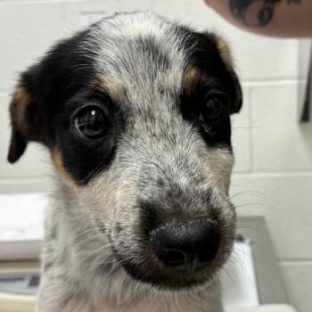 Taquita -  Australian Cattle Dog Blue Heeler Dog for Adoption in Corpus Christi, Texas - Taquita | PetCurious