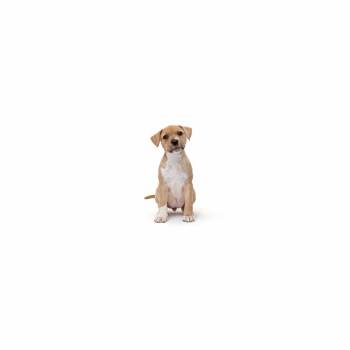 Mercedes -  Mixed Breed Dog for Adoption in Los Angeles, California - Mercedes | PetCurious