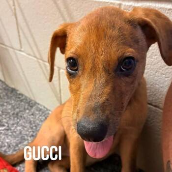 Gucci -  Plott Hound and Mixed Breed Dog for Adoption in Buchanan Dam, Texas - Gucci | PetCurious