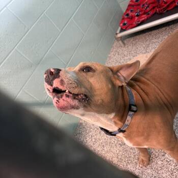 0634-D26 -  Mixed Breed Dog for Adoption in Port Charlotte, Florida - 0634-D26 | PetCurious
