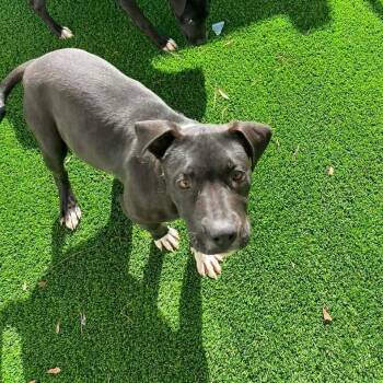 Black Labrador Retriever and Terrier Dogs Available for Adoption - Louise | PetCurious