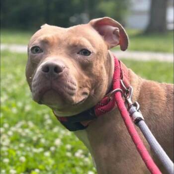 Rescue Mixed Breed and Pit Bull Terrier Dogs for Adoption in Warren, Ohio - Birch | PetCurious