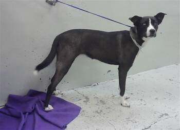 Siberian Husky and Mixed Breed Dogs Available for Adoption - A2059825 | PetCurious