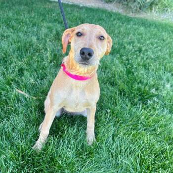 Cougar -  Wire Fox Terrier Dog for Adoption in Great Falls, Montana - Cougar | PetCurious