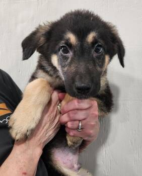 Herman -  Shepherd Dog for Adoption in Walnutport, Pennsylvania - Herman | PetCurious