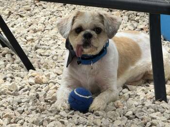 Shih Tzu Dogs Available for Adoption in Floresville, Texas - Wade Pool | PetCurious