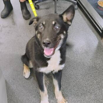 LVH-Stray-13622 -  Mixed Breed Dog for Adoption in Allentown, Pennsylvania - LVH-Stray-13622 | PetCurious