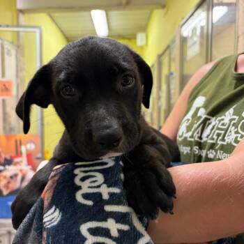 Happy -  Pit Bull Terrier Dog for Adoption in Columbia, Missouri - Happy | PetCurious