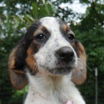 Finn -  Terrier and Mixed Breed Dog for Adoption in Westland, Michigan - Finn | PetCurious