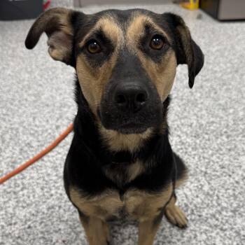 Nova -  German Shepherd Dog and Mixed Breed Dog for Adoption in Madisonville, Tennessee - Nova | PetCurious