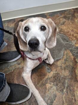 Rescue Beagle Dogs for Adoption in Coldwater, Michigan - Cruz | PetCurious