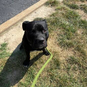 Mr. Handsome -  Pit Bull Terrier Dog for Adoption in St. Louis, Missouri - Mr. Handsome | PetCurious