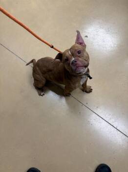 American Bulldog and Pit Bull Terrier Dogs Available for Adoption in Minneapolis, Minnesota - BONBON | PetCurious