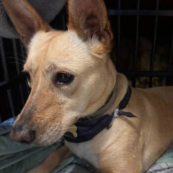 Rescue Carolina Dog and Mixed Breed Dogs for Adoption in San Diego, California - Peaches | PetCurious
