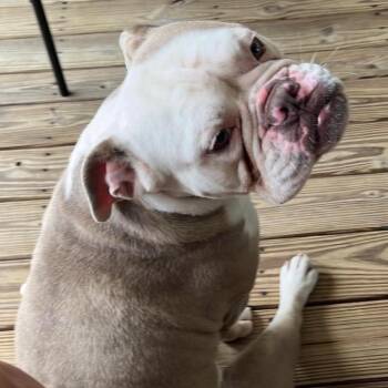 Buddy -  English Bulldog and American Bulldog Dog for Adoption in Hohenwald, Tennessee - Buddy | PetCurious