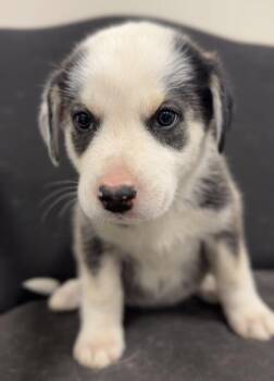 Mika -  Mixed Breed Dog for Adoption in Bemidji, Minnesota - Mika | PetCurious