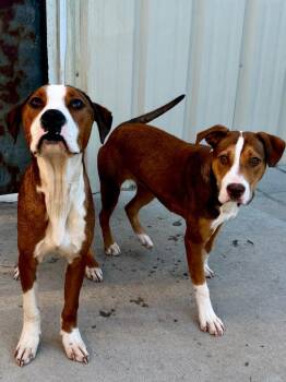 Julie -  Foxhound and Mixed Breed Dog for Adoption in Muskegon, Michigan - Julie | PetCurious