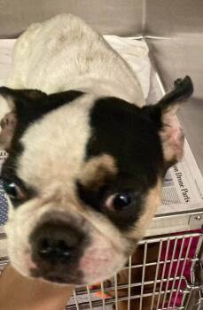 Elle (GA) -  Boston Terrier Dog for Adoption in New York, New York - Elle (GA) | PetCurious