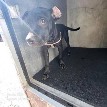 LACEY -  Labrador Retriever Dog for Adoption in San Antonio, Texas - LACEY | PetCurious