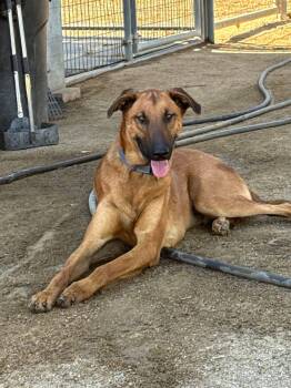 Rescue Rhodesian Ridgeback and Belgian Shepherd Malinois Dogs for Adoption in Perris, California - HANZ | PetCurious