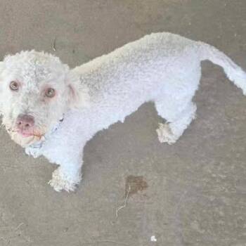 Poodle Dogs Available for Adoption in Eugene, Oregon - Midori | PetCurious