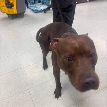 westbrook -  Mixed Breed Dog for Adoption in Philadelphia, Pennsylvania - Westbrook | PetCurious