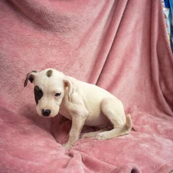 Pisces -  Hound and Mixed Breed Dog for Adoption in Pawling, New York - Pisces | PetCurious