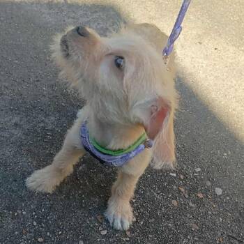 Terrier Dogs Available for Adoption in Houston, Texas - Apollo - Green Collar | PetCurious
