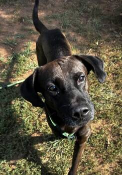 Bruno -  Mixed Breed Dog for Adoption in Shelburne, Vermont - Bruno | PetCurious