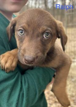 Weimaraner and Hound Dogs Available for Adoption - Ralph | PetCurious