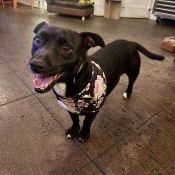 Oreo -  Dachshund and Chihuahua Dog for Adoption in Torrance, California - Oreo | PetCurious