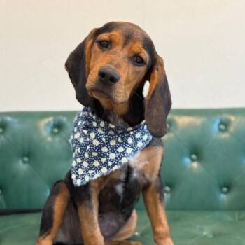 Melanie Mellorine -  Basset Hound and Black Labrador Retriever Dog for Adoption in Friendswood, Texas - Melanie Mellorine | PetCurious