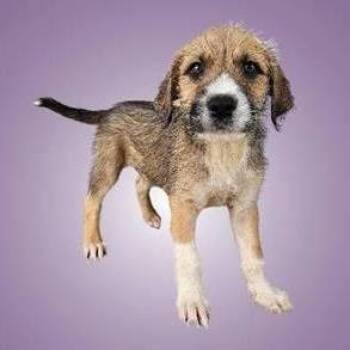 Ferris -  Wirehaired Terrier and Shepherd Dog for Adoption in Austin, Texas - Ferris | PetCurious