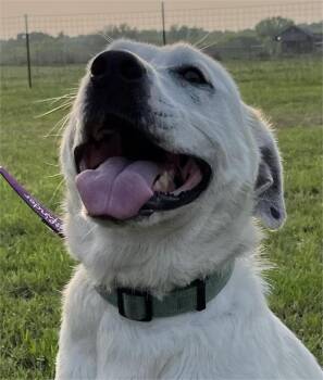 Rescue Great Pyrenees and Labrador Retriever Dogs for Adoption in Boerne, Texas - Fiona | PetCurious