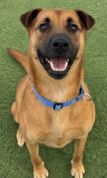 Boba -  Shepherd and Mixed Breed Dog for Adoption in San Antonio, Texas - Boba | PetCurious