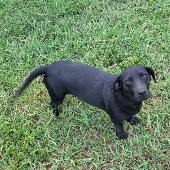 Fancy -  Mixed Breed Dog for Adoption in Danville, Vermont - Fancy | PetCurious