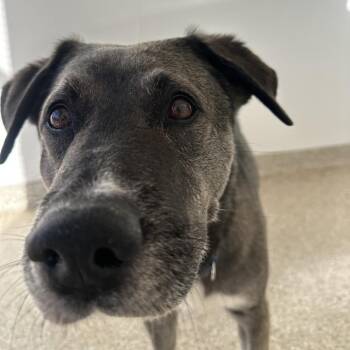 Labrador Retriever and Husky Dogs Available for Adoption - Dewey | PetCurious