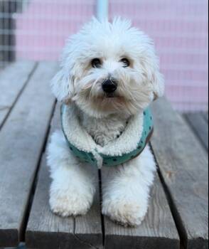Coton De Tulear Dogs Available for Adoption in New York, New York - Mira | PetCurious