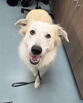 WILLOW -  Great Pyrenees and Australian Shepherd Dog for Adoption in Baytown, Texas - WILLOW | PetCurious