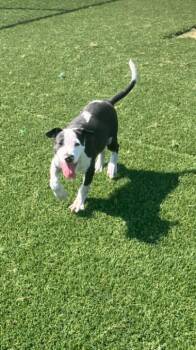 Bonnie -  Pit Bull Terrier and Mixed Breed Dog for Adoption in Jackson, Tennessee - Bonnie | PetCurious