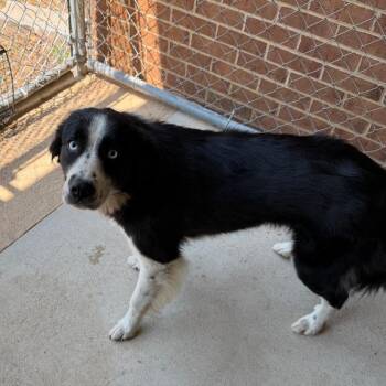 Rose -  Collie Dog for Adoption in Birmingham, Alabama - Rose | PetCurious